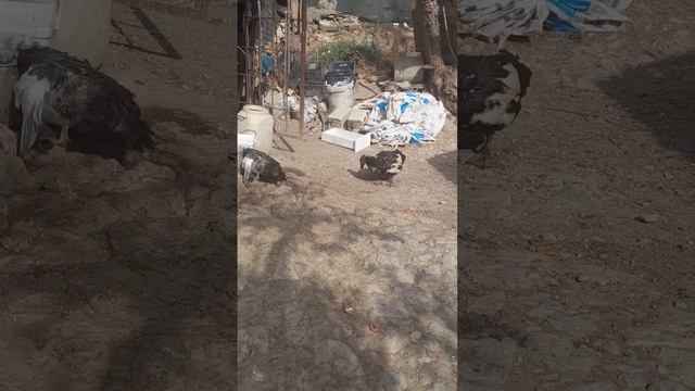 утки, делают новых утят смотреть онлайн