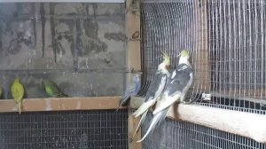 Кореллы. Песня молодого самца.