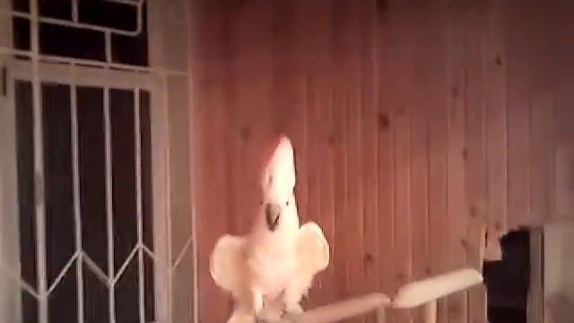 Филимон смотреть онлайн