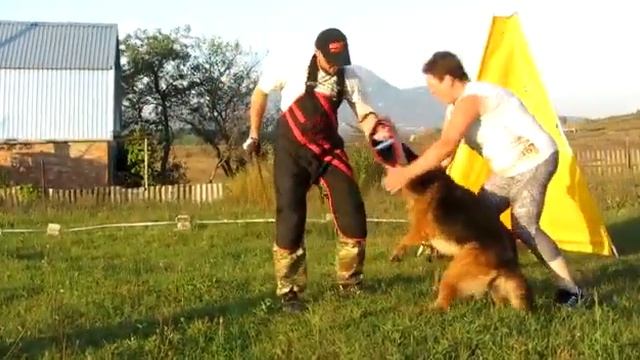 Янке из Новой Сибири (Vitali vom Kuckucksland x Никта фом Хаус Шлоссер) смотреть онлайн