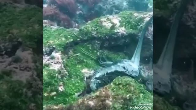 ☀ الإغوانا البحرية والمعروفة أيضا ( الإغوانا البحرية المالحة ) Galápagos смотреть онлайн