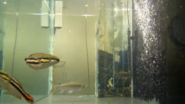 Hydrocynus Goliath GATF 15 смотреть онлайн