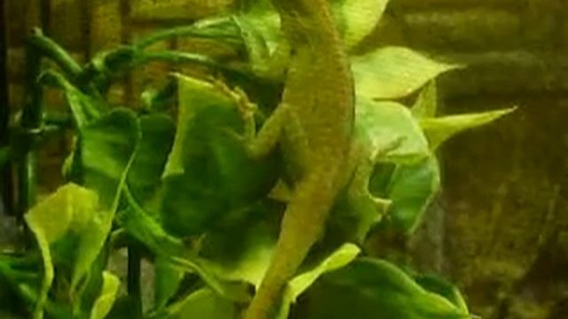 Terrarium - Rotkehlanolis - 2 смотреть онлайн