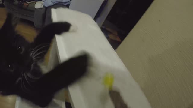 Дневник кошечки Пуси. Игры с игрушками