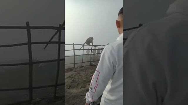 Обезьяна вор!!!!!!! смотреть онлайн