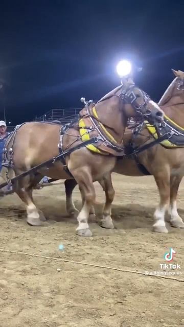 Belgian horse pull😱#viral #shorts #belgian смотреть онлайн