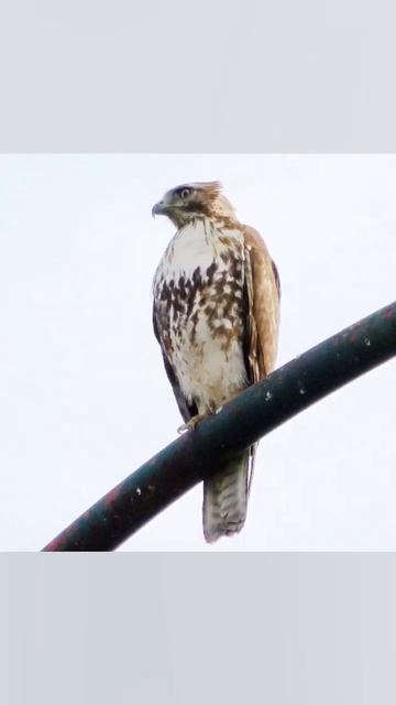 The biggest feature that differentiates the red tailed is a band that runs across the breast смотреть онлайн