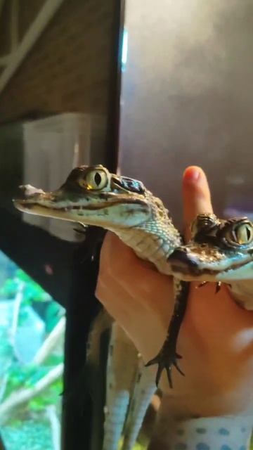 Baby Caimans смотреть онлайн