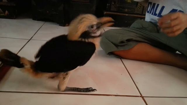 Feeding the Philippine Hornbill chick смотреть онлайн