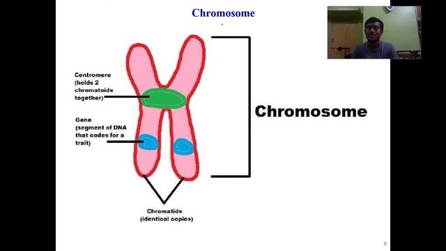 Genome and its organization| Explained| Genomics & Proteomics смотреть онлайн