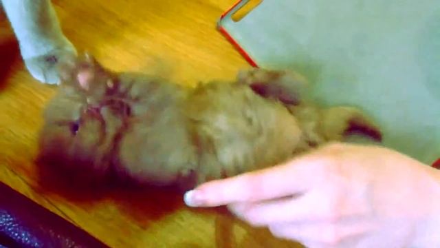 Питомник британских кошек Лия / www.elitcats.ru смотреть онлайн