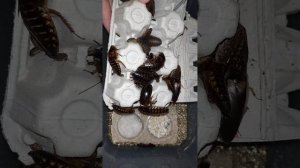 Моя тараканья ферма. Аргентинский таракан (Blaptica dubia)