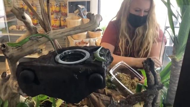 Building a Tank for Emerald Tree Skinks #skinks #emeraldtreeskink смотреть онлайн