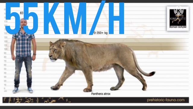 AMERICAN LION VS WANHSIEN TIGER - WHO WILL WIN смотреть онлайн