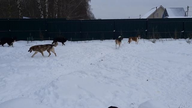 Север и компания смотреть онлайн
