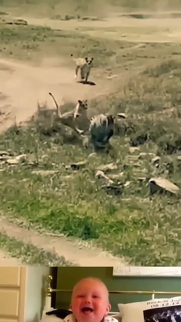 Aggressive Tiger Attack On Zebra 😱 | Animal Funny Video | #shorts #youtubeshorts смотреть онлайн