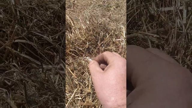 Пресс подборщик ТУКАН. ПОСЛЕ РЕМОНТА АППАРАТА. смотреть онлайн