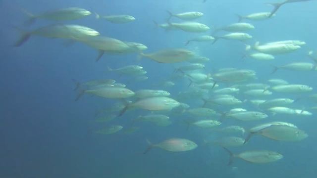 Wreck of the Vencedor Cabo Pulmo (1080 HD w/music) смотреть онлайн