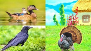 Домашние птицы для детей. Викторина угадай птицу. Обучающее видео