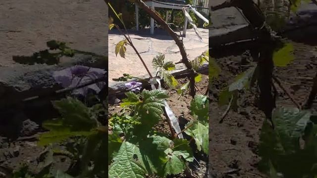 Виноград 🍇 в Нур-Султане Астана ч.5 16.05.21 смотреть онлайн