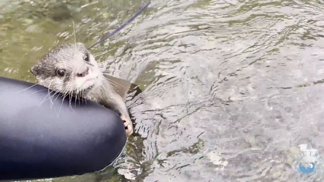カワウソ祭り２０２１～夏の思い出～　【コラボ動画】　Memories of 2021 Otter Summer Festival! смотреть онлайн