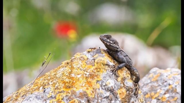 PHOTO MIX 2 смотреть онлайн