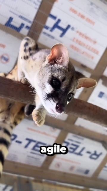 Common Genet is a Small #genet #animals #wildlife #nature смотреть онлайн