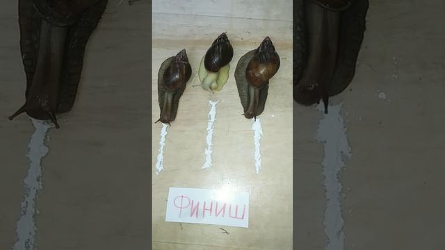 улиточные гонки часть 2 #улитки#ахатины смотреть онлайн
