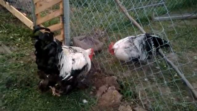 VIDEO0177.mp4 смотреть онлайн