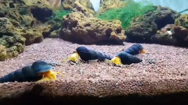 Tylomelania sp. yellow a.k.a Rabbit Snail feeding frenzy смотреть онлайн