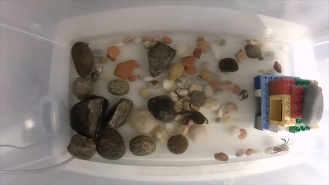 Carcinus maenas 2 - Crabs in the night atmosphere смотреть онлайн