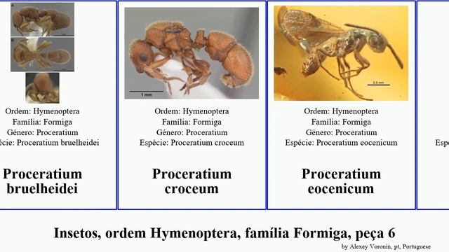 Insetos, ordem Hymenoptera, família Formiga, peça 6 pogonomyrmex proceratium pyramica pheidole смотреть онлайн