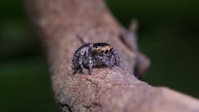 Peacock Spider, Maratus personatus Mating Dance смотреть онлайн