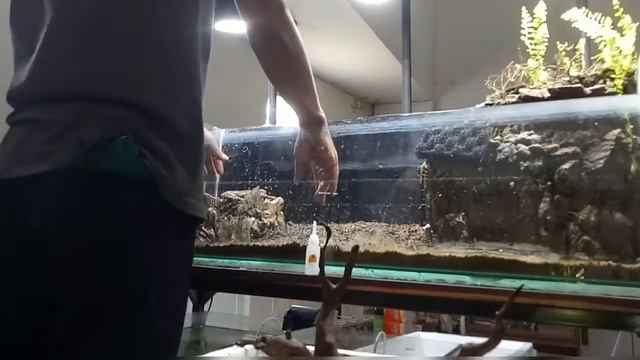 RESCAPE!!!! PALUDARIUM X AQUASCAPE BY ANAKAYAHAQUATIK_123 смотреть онлайн