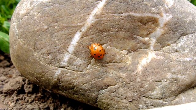 Henosepilachna argus - Zaunrüben-Marienkäfer / Ladybird смотреть онлайн