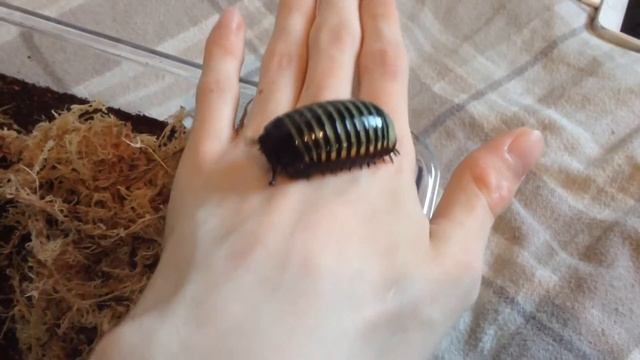 Holding a Neon Pill Millipede! смотреть онлайн