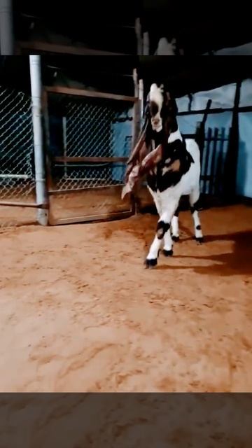 cute big huge hijazi 🐐 смотреть онлайн