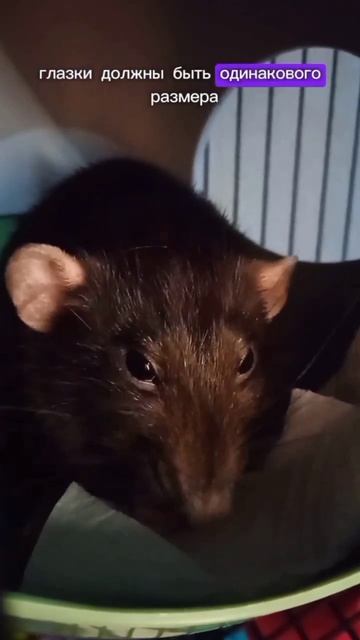КАК ПРОВЕРИТЬ, ЗДОРОВА ЛИ КРЫСКА ✅ ЧАСТЬ 2❗ #животные #реки #rat #крыски #крыса #pets #animals #dea смотреть онлайн