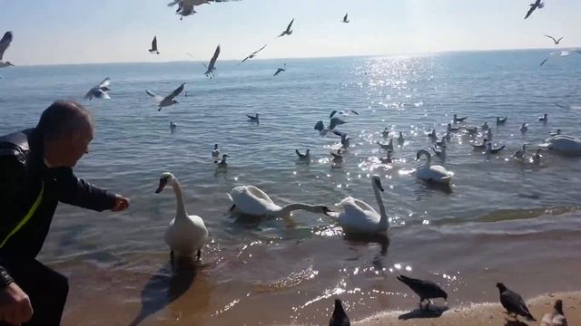Лебеди Евпатория смотреть онлайн