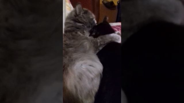 Смешное видео про кошек " Жить не могу без тебя" смотреть онлайн