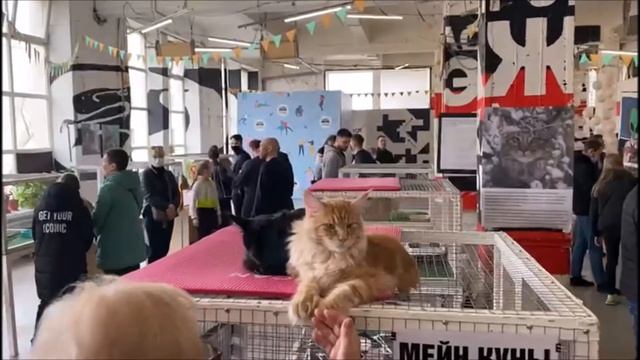 МЕИН -КУН! смотреть онлайн