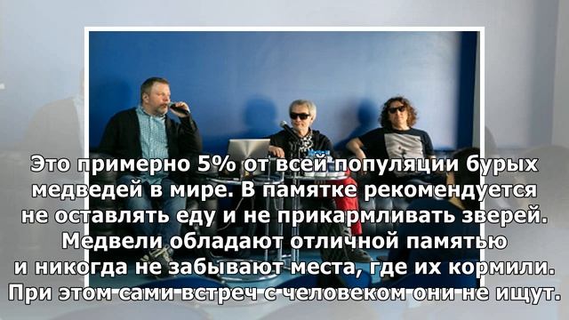 На Камчатке создали памятку на случай встречи с медведем смотреть онлайн