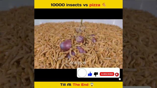 10000 insects against grapes 😲 #shorts смотреть онлайн