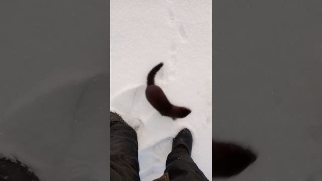 А где рыба смотреть онлайн