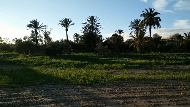 Flamingo Birds at Salt Lake Larnaca смотреть онлайн