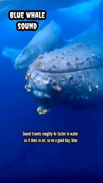 Blue whale sound whistle #whale #bluewhales #fish #animals #shorts #viral #trending #shortsfeed #yt смотреть онлайн