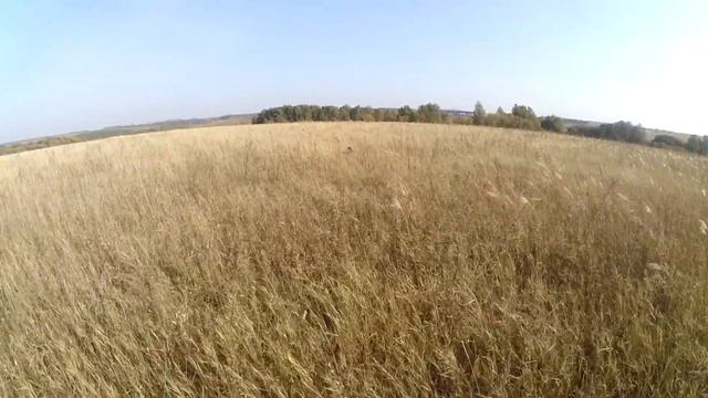 Перепел, 4 октября 2020 г. смотреть онлайн