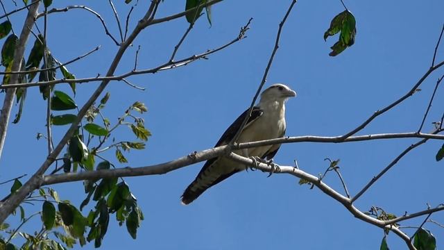 Yellow-headed Caracara, Birds of Costa Rica смотреть онлайн