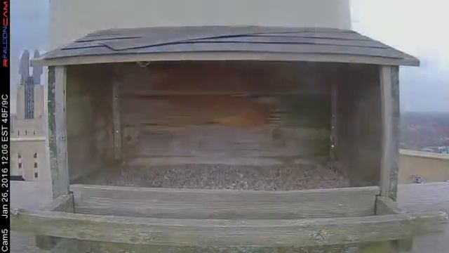 Camera 5 - 01/26/16 смотреть онлайн