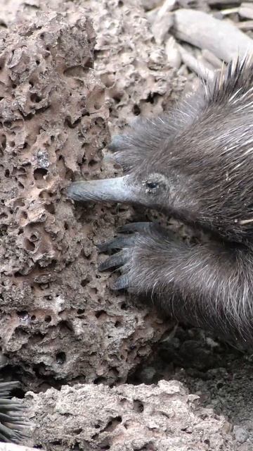 Echidna #shorts смотреть онлайн